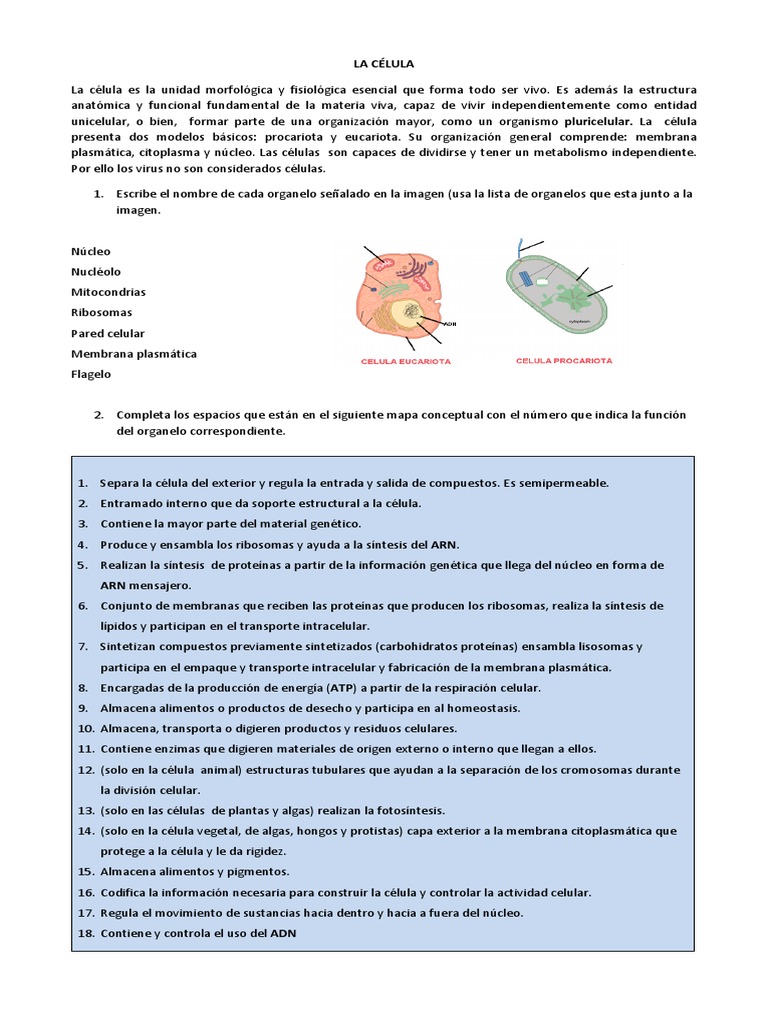 Estructura y Función de la Célula | PDF | Citoplasma | Biología Celular)