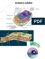 Aula 1 Bio Celular