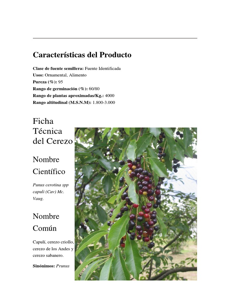 Nombre científico del cerezo y capulí | PDF | Arboles | Semilla