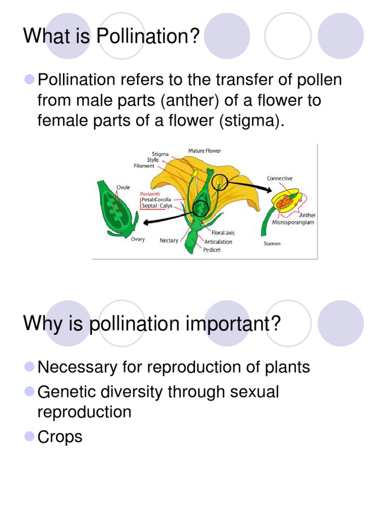 Pollination PDF Seed Pollination