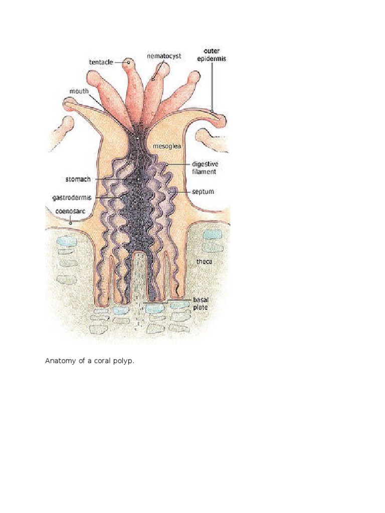 Anatomy of A Coral Polyp | PDF | Coral | Venomous Animals