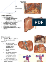 Abdomen AML - Organeppt