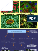 MICROSCOPIA y ORGANIZACION CELULAR