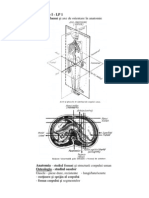 Anatomie I