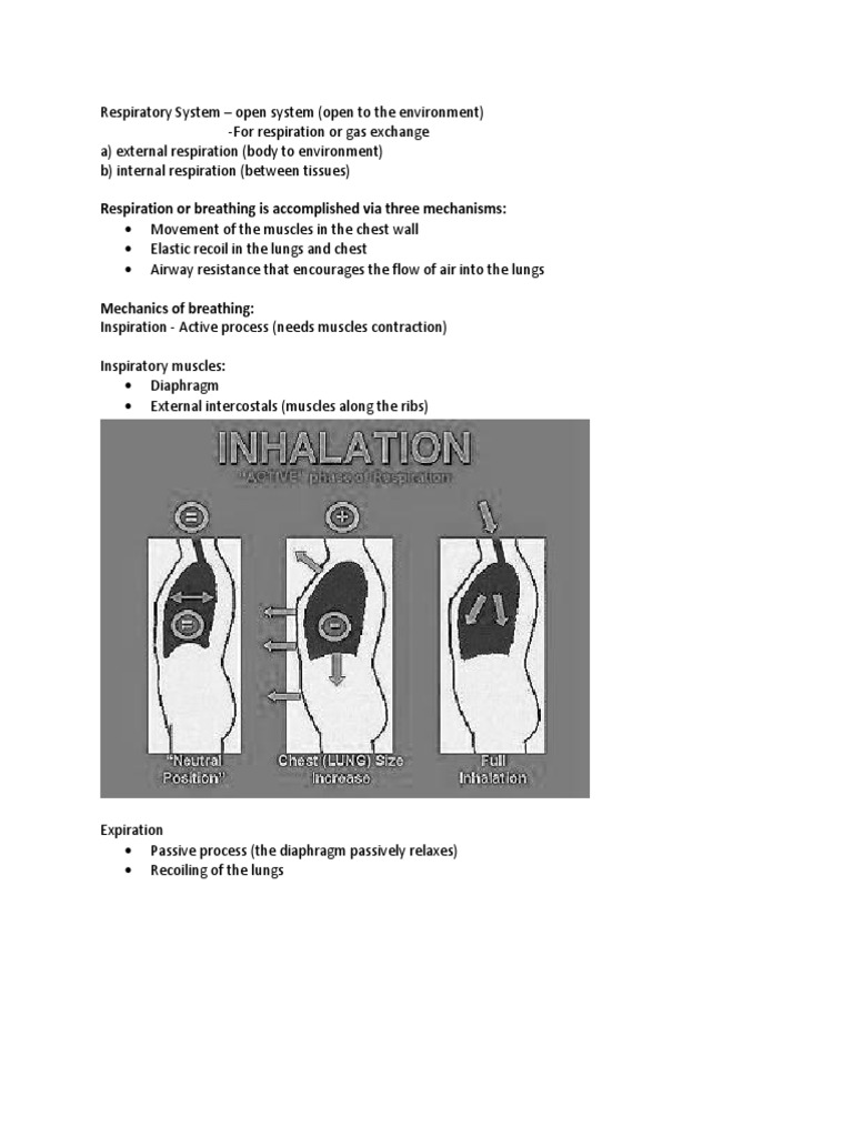 Aging Effects on Respiratory Mechanics | PDF