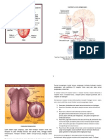 FISIOLOGI PENGECAPAN.docx