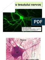 SEMINAR 3 Tesutul Nervos
