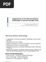 Organization of The Nervous System