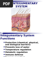 PowerPoint - Presentation - About - Integumentary - System | PDF ...