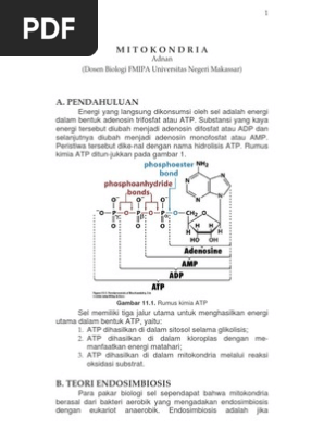 mengapa mitokondria dan kloroplas disebut organel semi