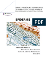 03 - Epidermis.docx