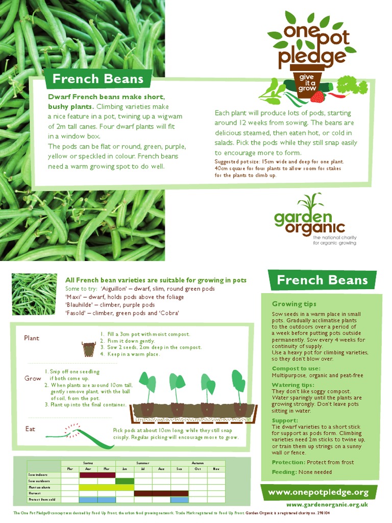French Beans - Organic Growing Guides For Teachers + Students + Schools ...