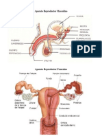 Aparato Reproductor Masculino y Femenino y Sus Partes