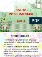 Sistem Integumentari