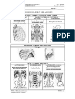 Músculos Del Torax y Abdomen