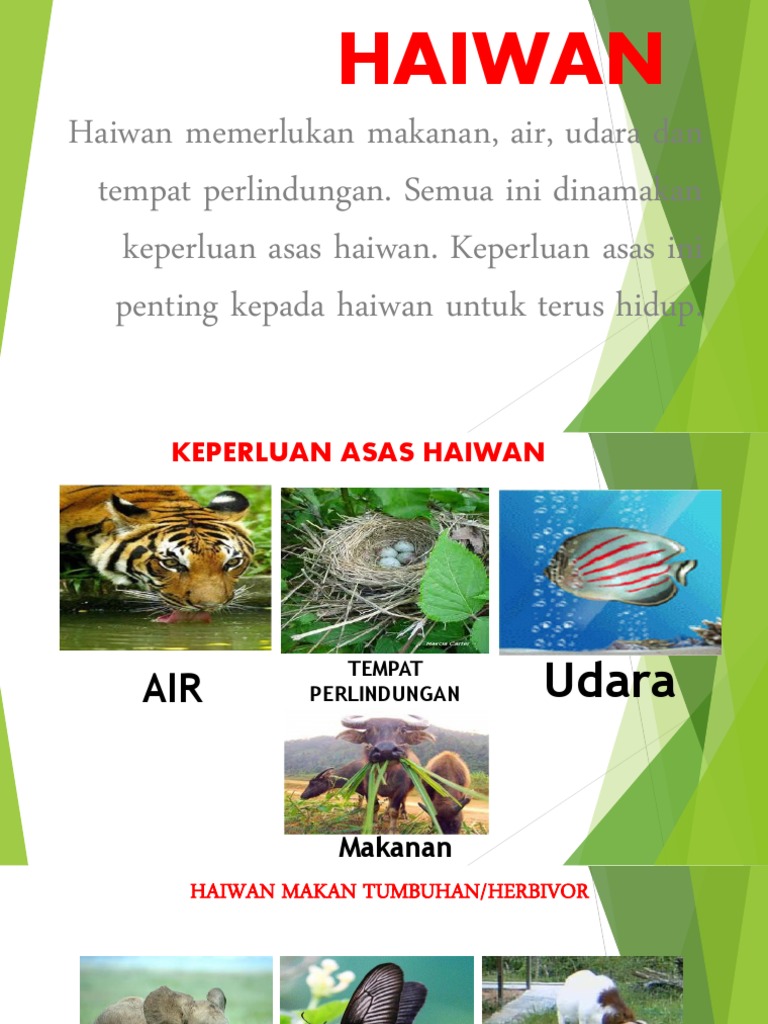 Power Point Haiwan Pdf