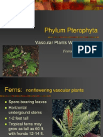 Phylum Ptero Phy Ta