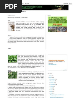 Download Morfologi Tanaman Tembakau _ AnakagronomyDotCom by Prd Dighizqi SN205578472 doc pdf