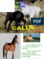 Calul