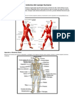 El Sistema Del Cuerpo Humano