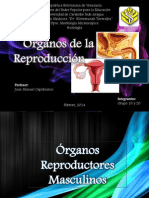 Aparato Reproductor Masculino, Histología