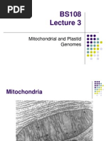 Mitochondria and Chloroplast