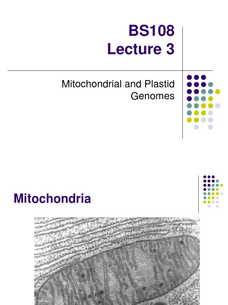 Mitochondrial Structure and Function | PDF | Mitochondrion | Apoptosis