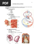 7.sistema_circulatorio