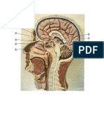 Hypophysis (Pituitary Gland)