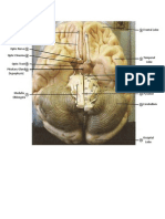 Olfactory Bulb Olfactory Tract Optic Nerve Optic Chiasma Optic Tract Pituitary Gland (Hypophysis) Frontal Lobe