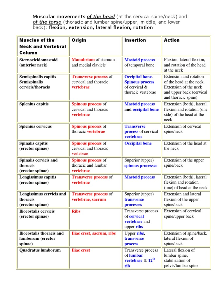 Master Muscle List | PDF | Vertebra | Vertebral Column