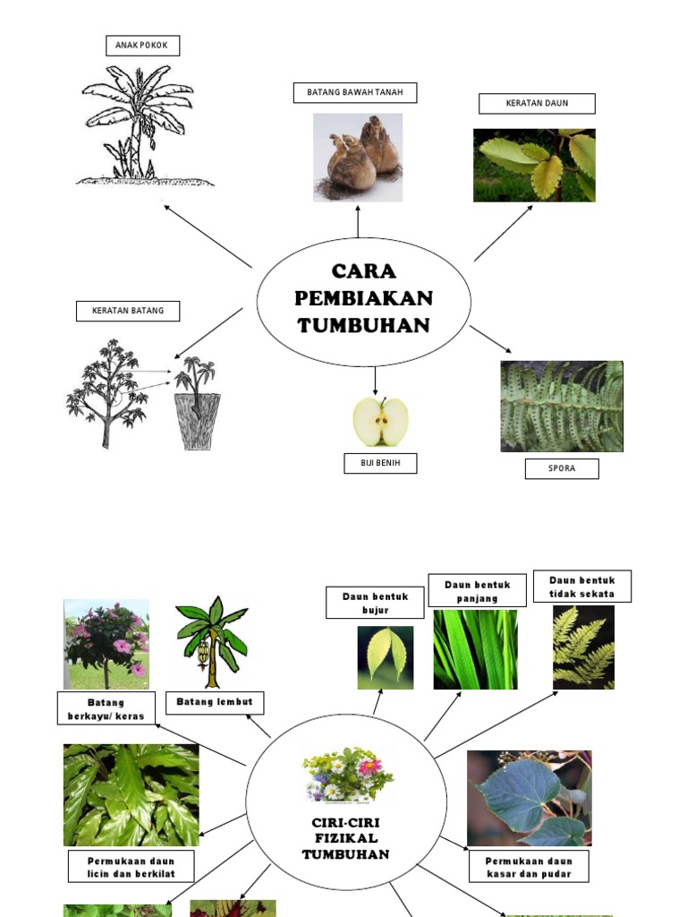 Cara Pembiakan Tumbuhan  PDF