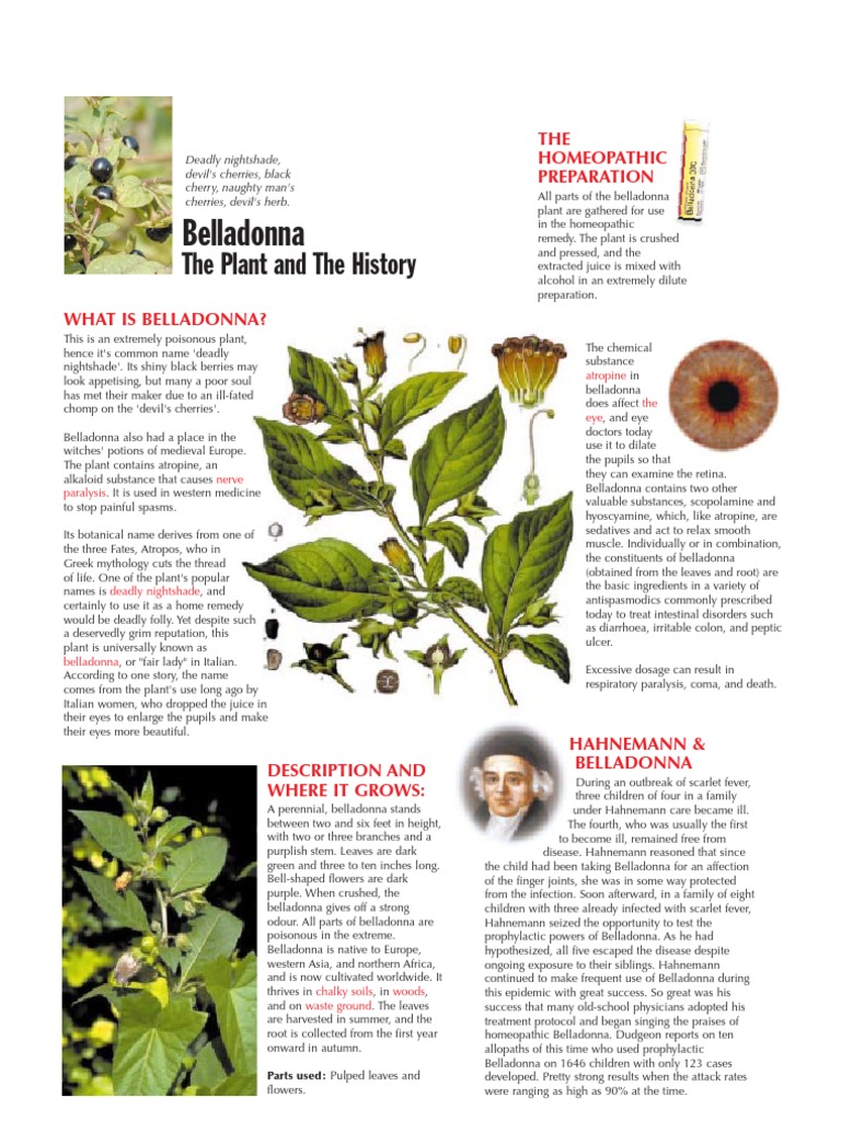 Belladonna: Uses and Dangers Explained | PDF | Medicine | Wellness