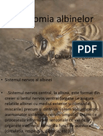 Anatomia Albinelor