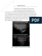 Anatomy of the Testis