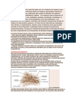 Sistema Respiratorio