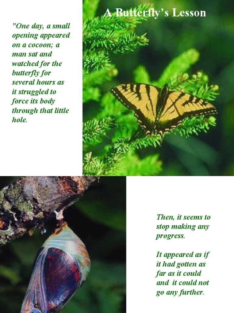 BUTTERFLY | PDF