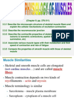 Anatomy Muscles 