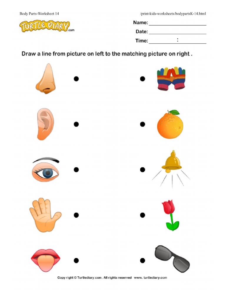 body parts worksheet 14 turtlediary pdf