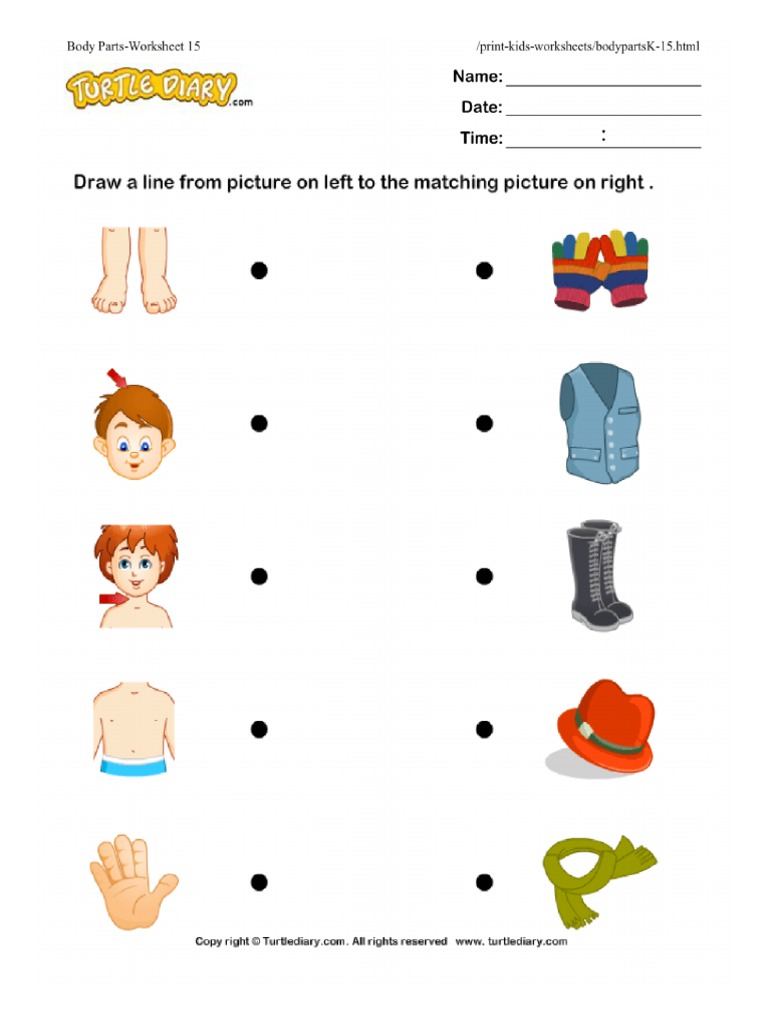 body parts worksheet 15 turtlediary pdf
