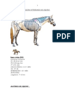 Medicina-Veterinaria-Del-Equino-Grande.pdf