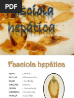 Download Fasciola Hepatica by Ale SalVen SN206349178 doc pdf