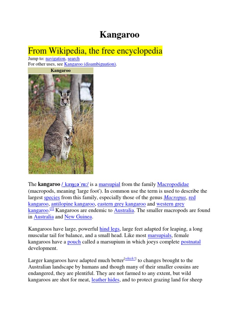 Kangaroo: Australia's Iconic Marsupial | PDF | Science & Mathematics