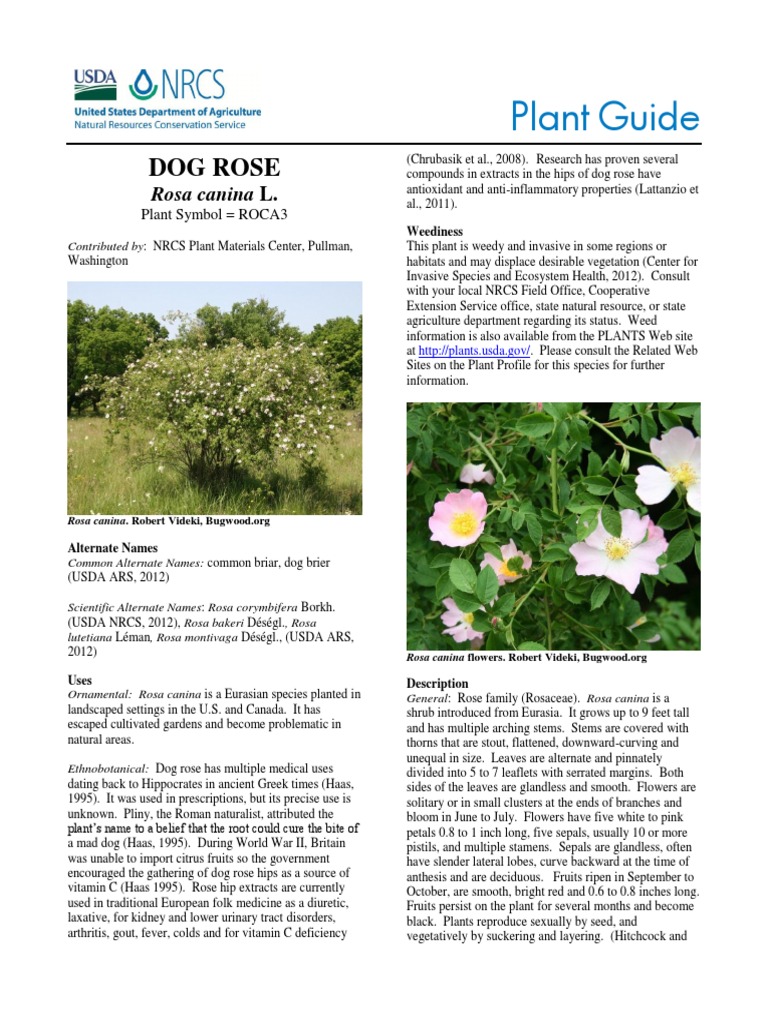 Dog Rose (Rosa canina) Plant Guide | PDF | Rose | Herbicide