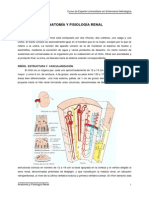 anatomia y fisiologia del riñon