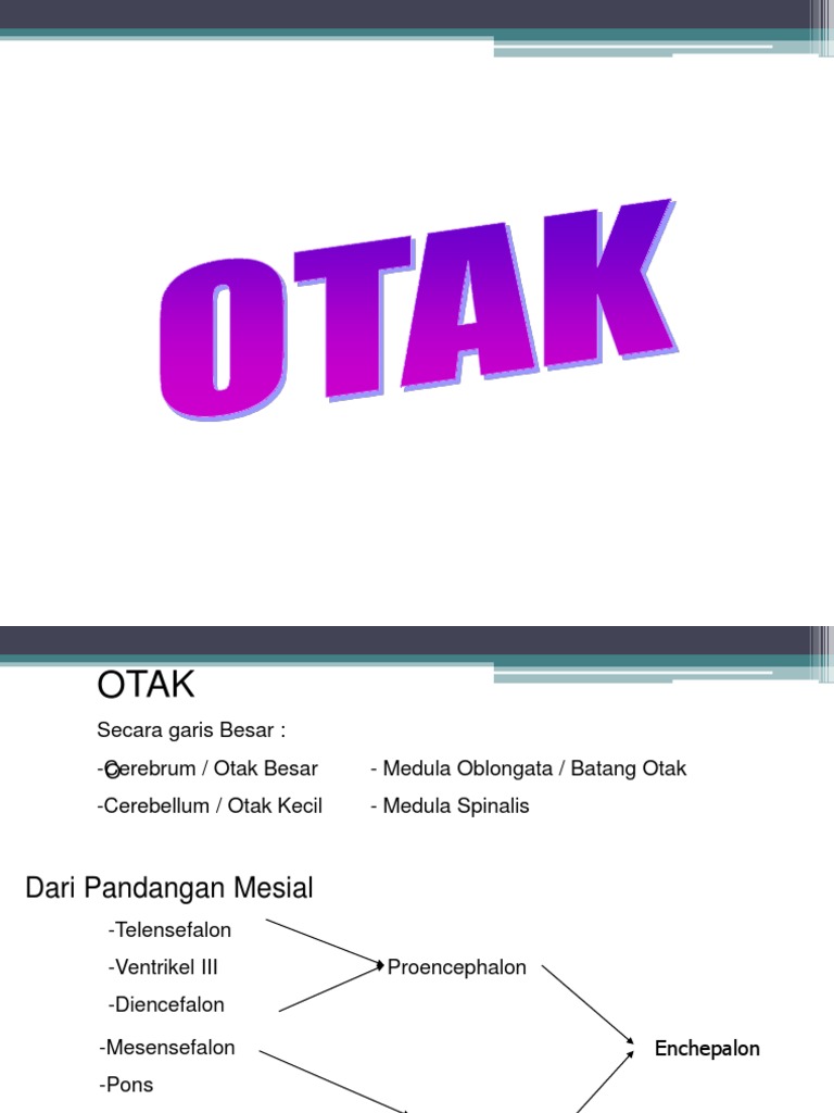 Anatomi OTAK