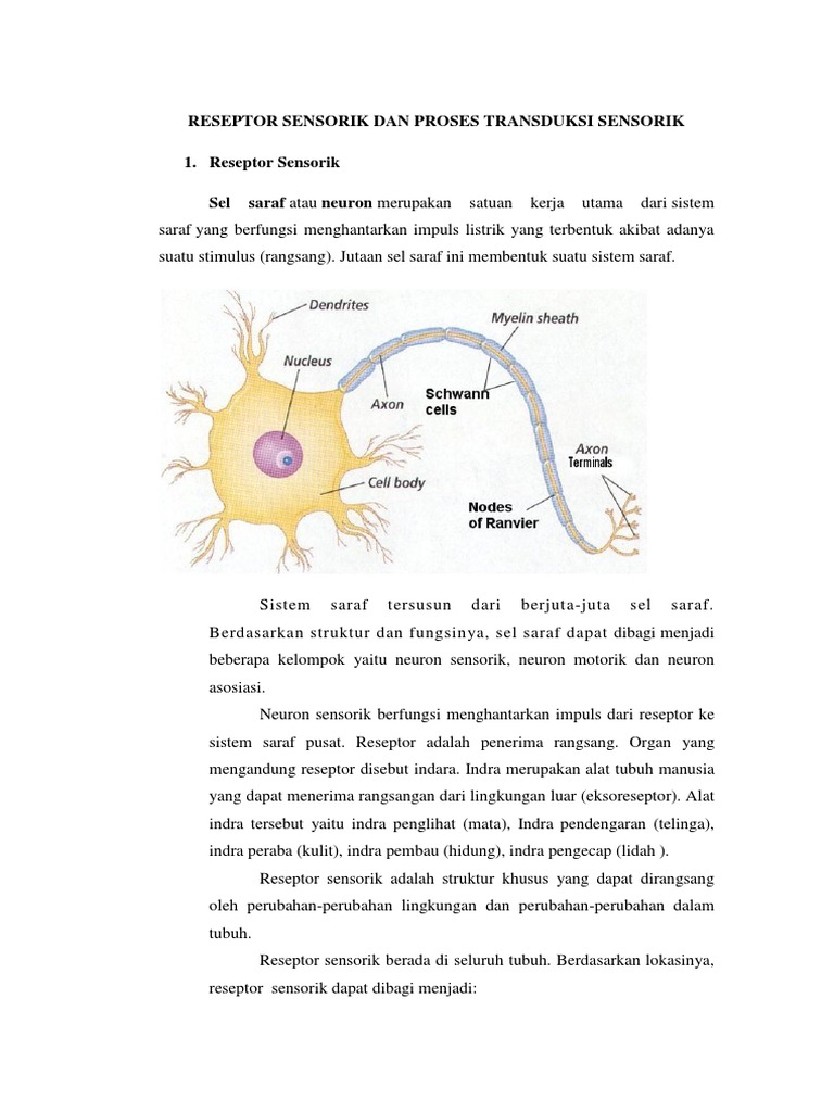 Reseptor Sensorik dan Transduksi Energi | PDF