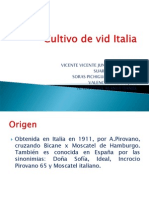 Cultivo de Vid Italia