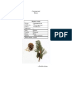 Download Pinus Mercusii by ferrapriadi SN206726432 doc pdf