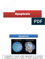 Apoptosis